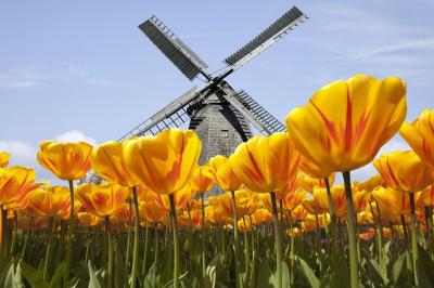 Tulips and Windmills by bike and boat