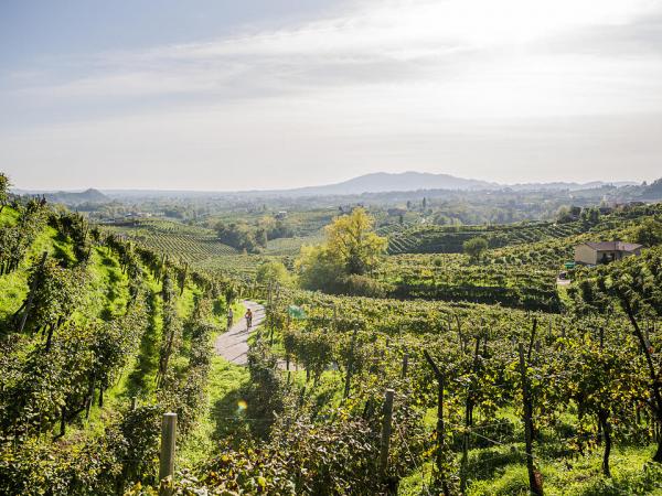 Cyclists in the vineyards