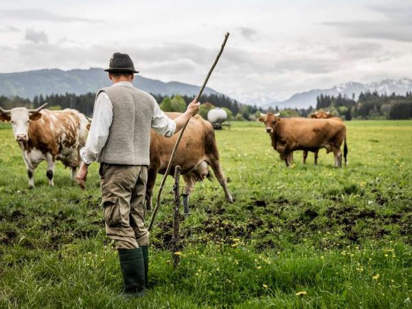Farmer with cows near Bad Tölz
