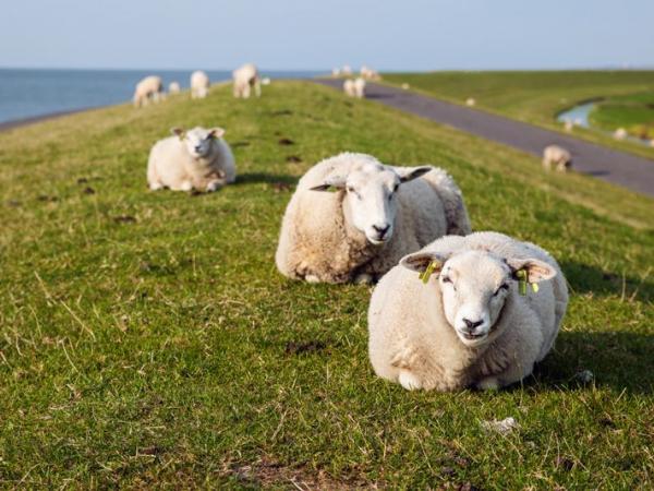Sheep Terschelling