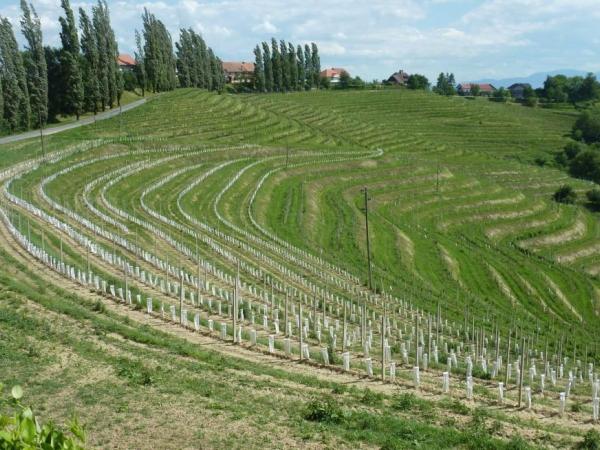 Wine plantation on the mountainside