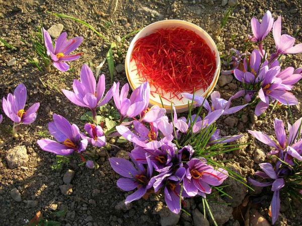 Wachau Valley - saffron harvest