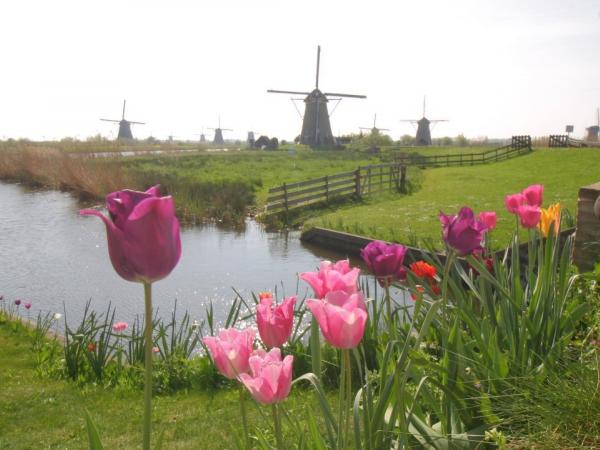 tulips and windmills