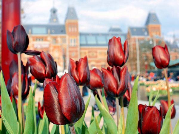Tulips - Amsterdam - Rijksmuseum