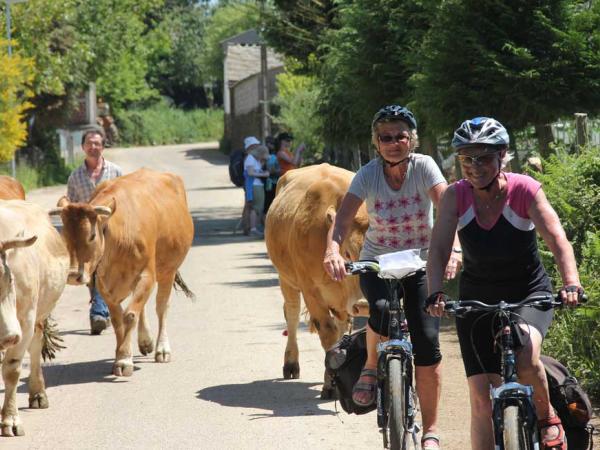cyclists between cows on the way of St. James 