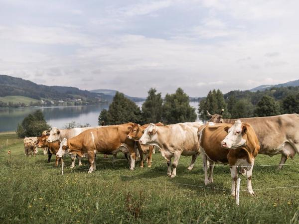 Cows near Lake Mondsee