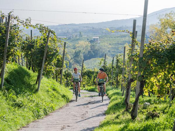 Cyclists in the vineyards