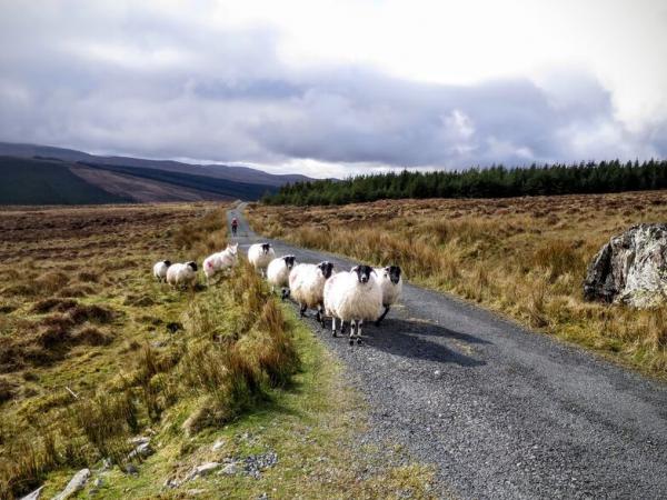 Sheep on the way